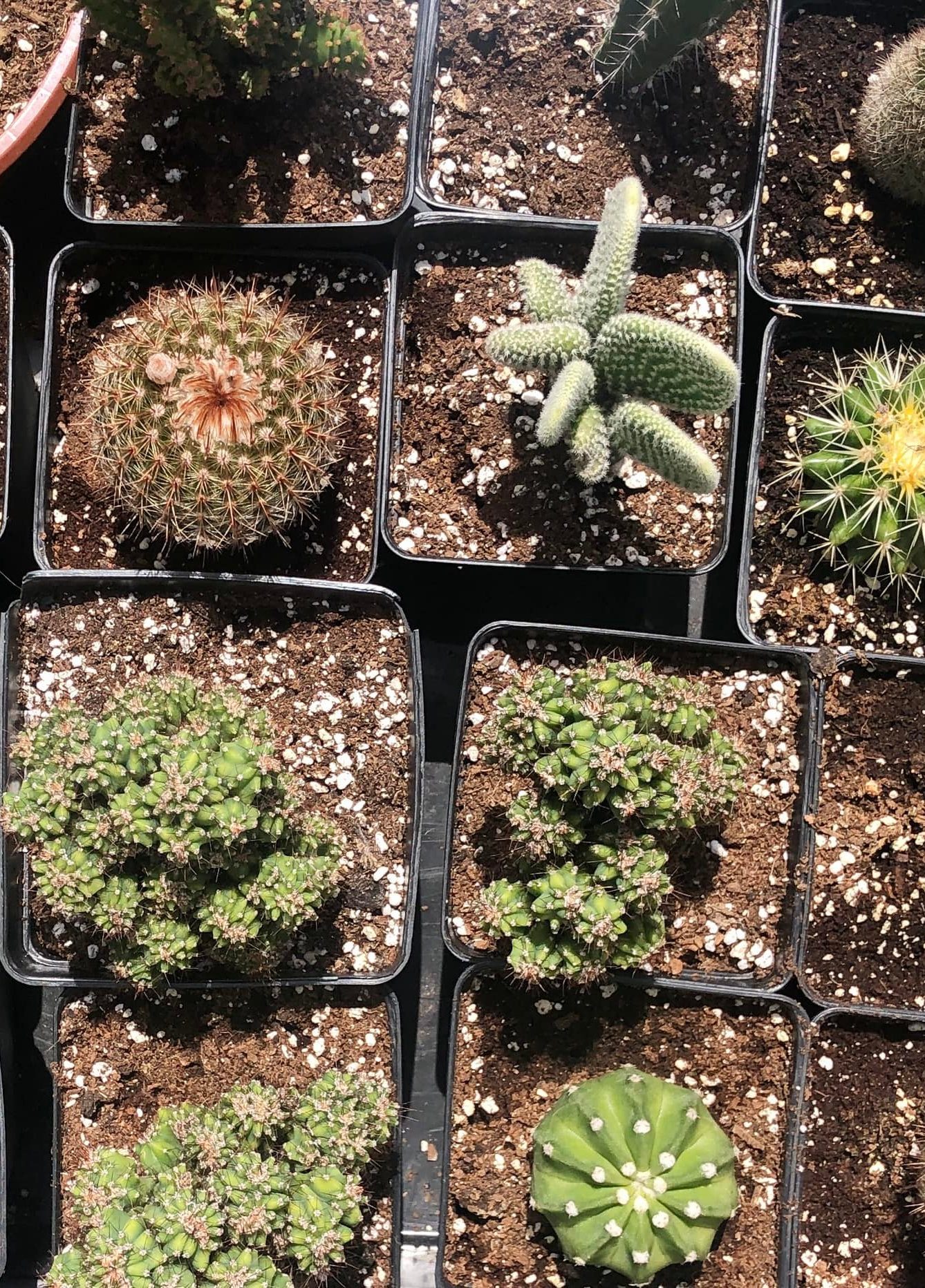 jardinerie marcheprime